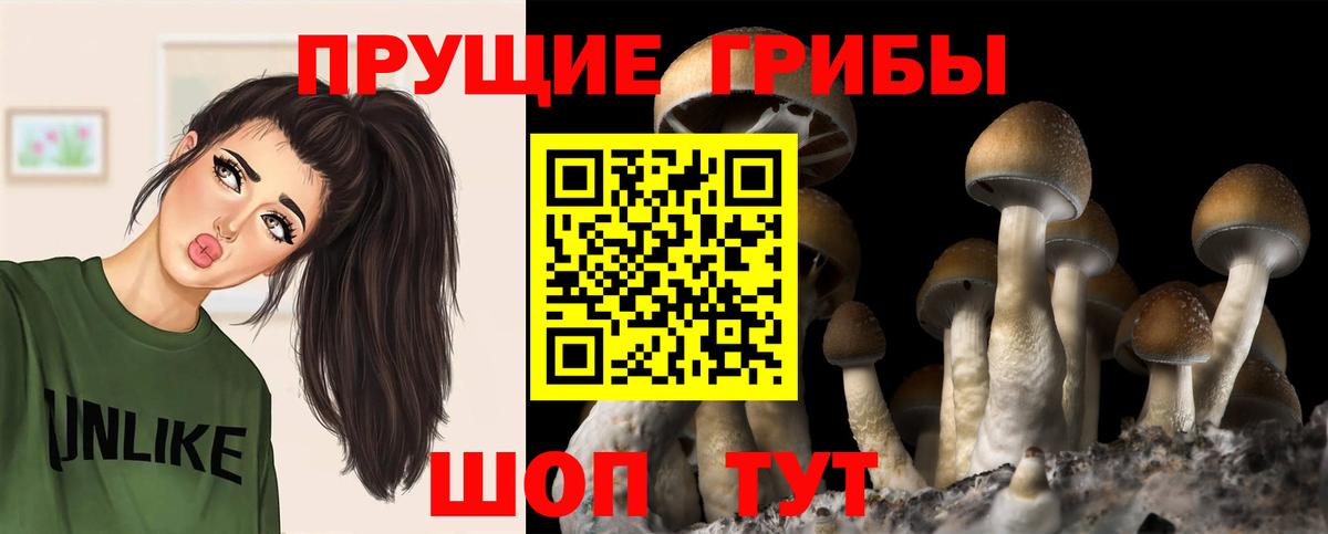 Галлюциногенные грибы Psilocybe  Галлюциногенные грибы Psilocybe  Балашиха  Вход с VPN 